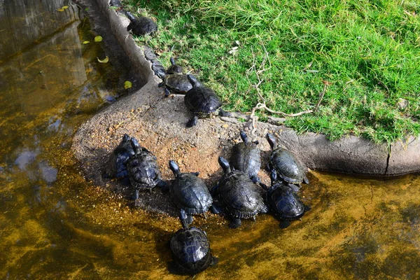 Schildpadden Dieren Natuur Fauna — Stockfoto