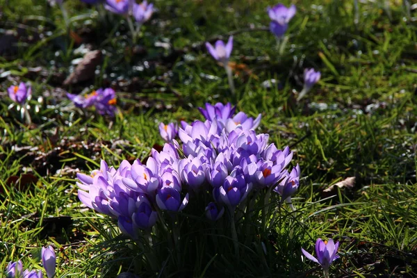 Natura Krokusy Kwiaty Kwiaty Fioletowy Rośliny Wiosenne Kwiaty Wiosna — Zdjęcie stockowe
