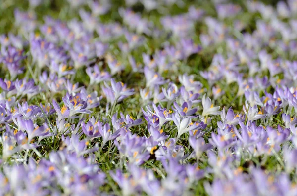 Purpurowe Krokusy Wiosenne Płatki Kwiatów — Zdjęcie stockowe