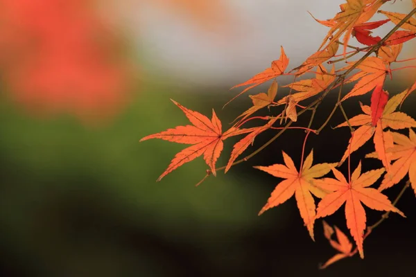 Hojas Otoño Follaje Temporada Otoño — Foto de Stock