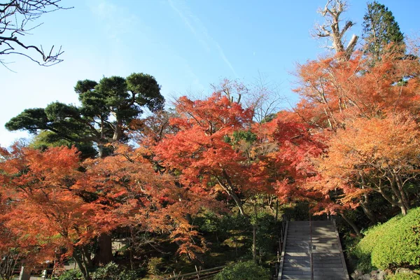 Autumn Leaves Fall Season Foliage — Stock Photo, Image