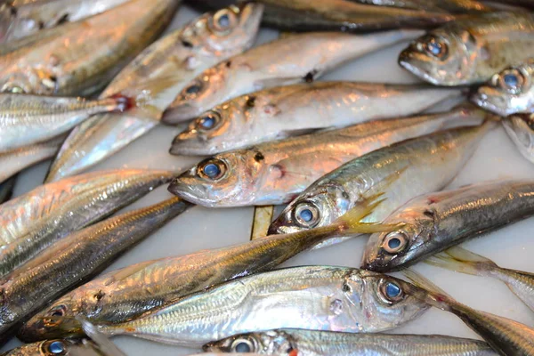 Pesca Fresca Ayamonte Espanha — Fotografia de Stock