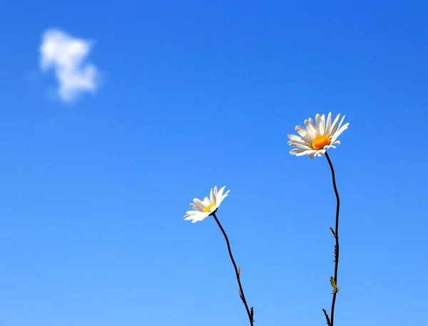 Λευκά Λουλούδια Μπροστά Από Γαλάζιο Του Ουρανού Λευκό Σύννεφο — Φωτογραφία Αρχείου