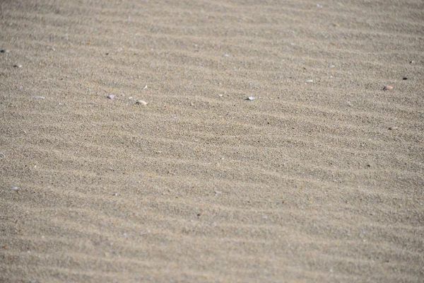 Mexilhões Beira Mar Espanha — Fotografia de Stock