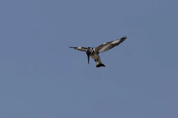 Vue Panoramique Bel Oiseau Nature — Photo