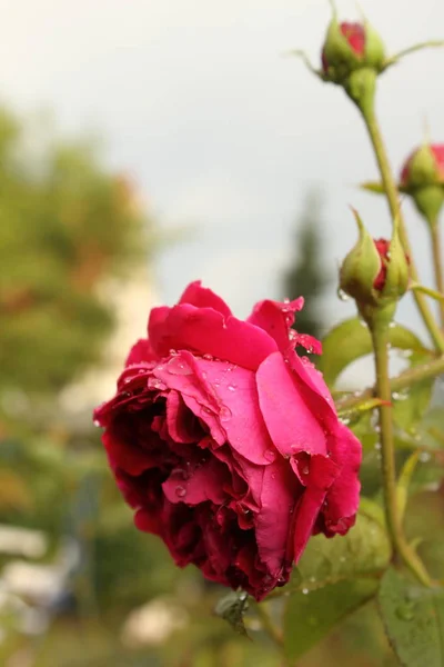 Pétalos Flor Rosa Planta Jardín — Foto de Stock