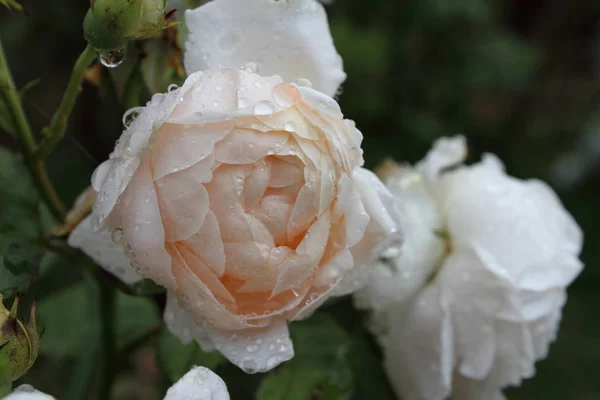 Růžové Okvětní Lístky Zahradní Rostlina — Stock fotografie