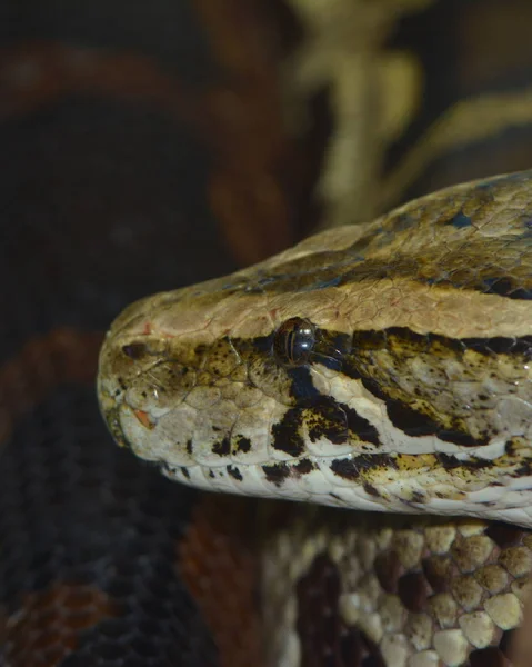 Nebezpečný Had Plazí Predátor Hadí Kůže — Stock fotografie