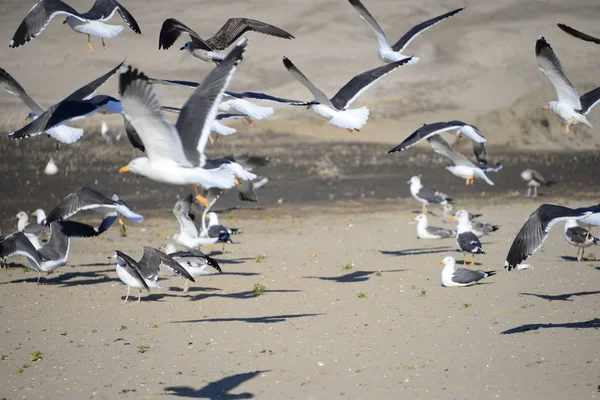 Gulls Sea Spain — стоковое фото