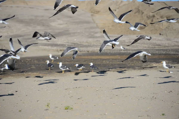 Mouettes Volant Dans Ciel Plage — Photo