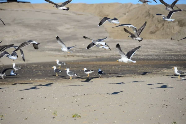 Mouettes Marchant Sur Plage — Photo