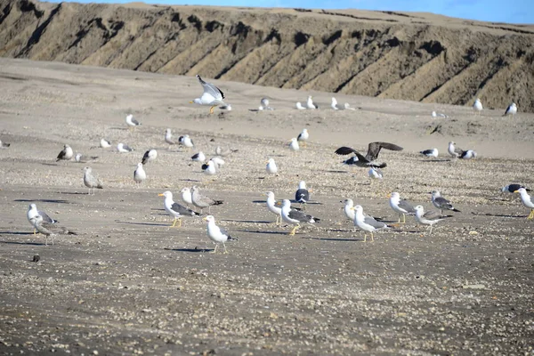 Mouettes Marchant Sur Plage — Photo