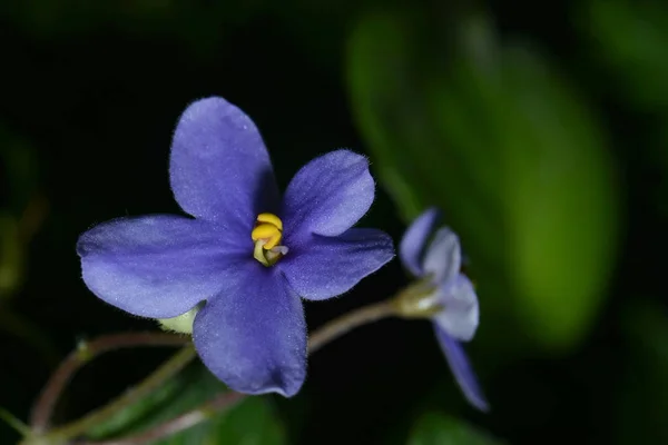 Güzel Çiçekler Çiçek Konsepti Doğa Arka Planı — Stok fotoğraf