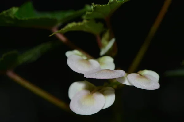 Schöne Blumen Blumiges Konzept Hintergrund — Stockfoto