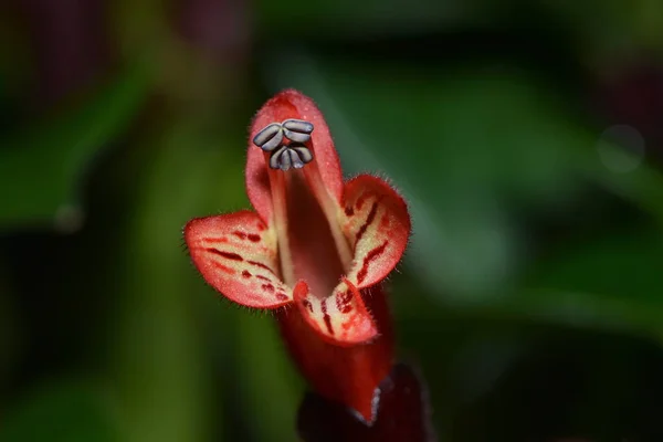 Vackra Blommor Blommigt Koncept Natur Bakgrund — Stockfoto