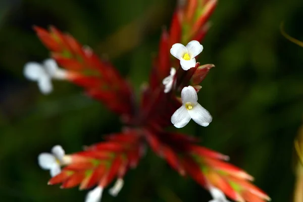 Belles Fleurs Concept Floral Fond Nature — Photo