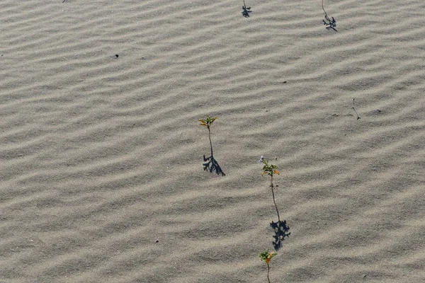 Zandduinen Woestijn — Stockfoto