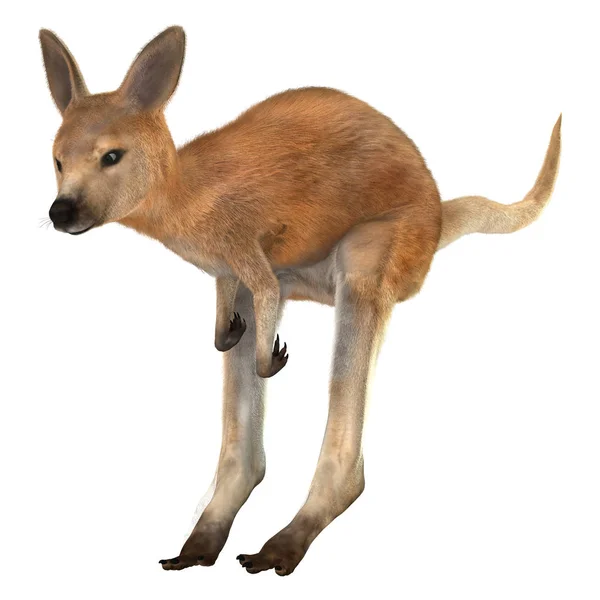 Digital Render Red Baby Kangaroo Isolated White Background — Stock Photo, Image