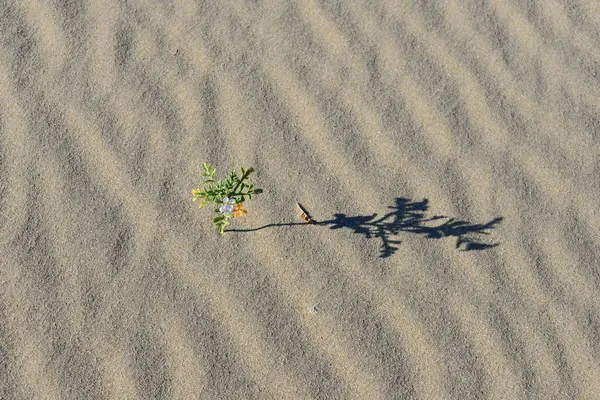 海のそばの砂浜 スペイン — ストック写真