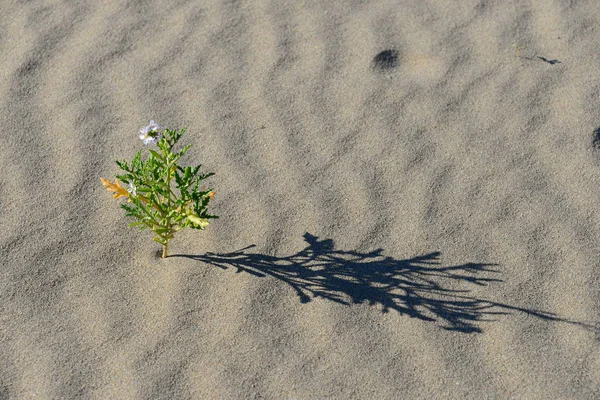 美しいスペインの自然 — ストック写真