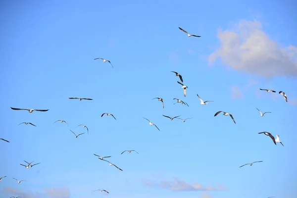 Bandada Aves Volando Cielo —  Fotos de Stock