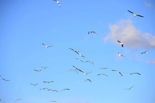 Vista Panorámica Hermosas Gaviotas Aves —  Fotos de Stock