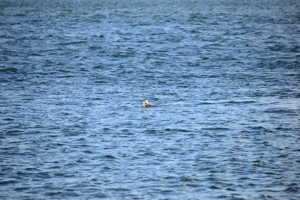 Komoran Beim Fischen Salzwasser Spanien — Stockfoto