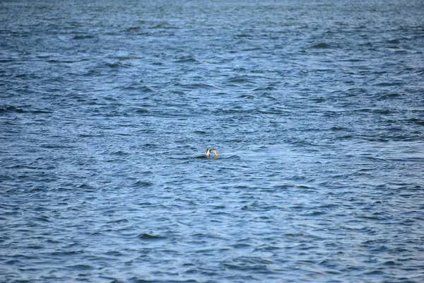 Komoran Tout Pêchant Eau Salée Espagne — Photo