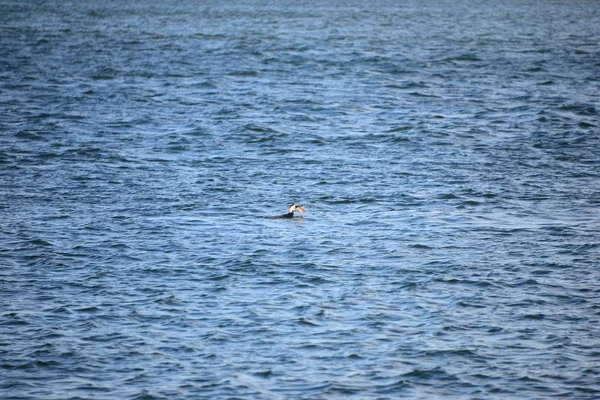 Komoran Beim Fischen Salzwasser Spanien — Stockfoto