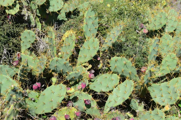 Kaktuszvirág Spanyolországban — Stock Fotó