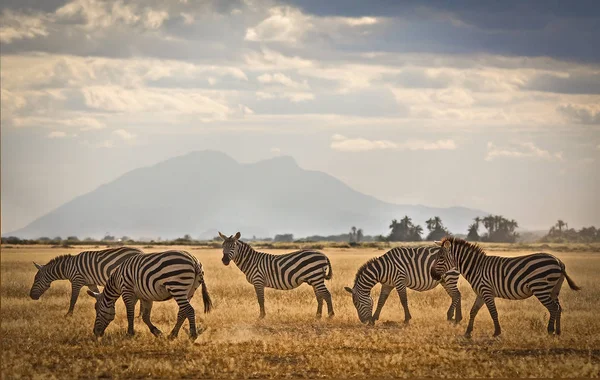 Zebraherde Wilde Tiere — Stockfoto