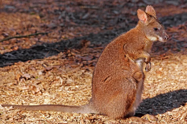 Parma Wallaby Maccampus Parma Parma Kangho — стоковое фото