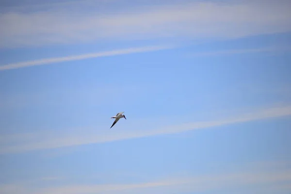 Pássaro Voando Céu — Fotografia de Stock