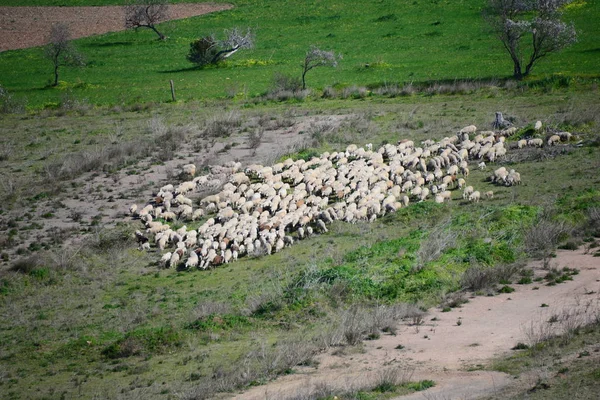 Gras Πρόβατα Στο Βοσκότοπο Ισπανία — Φωτογραφία Αρχείου