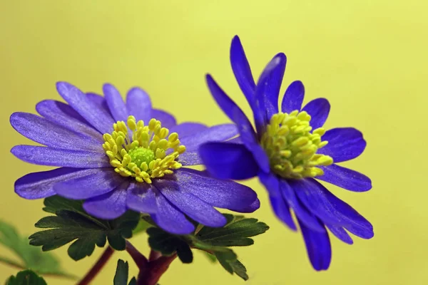 Balkán Větrný Květ Také Sasanky Sasanky Blanda — Stock fotografie