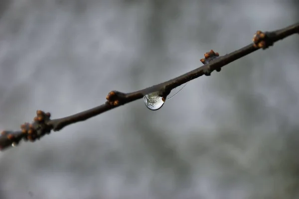 Piękne Botaniczne Ujęcie Naturalna Tapeta — Zdjęcie stockowe