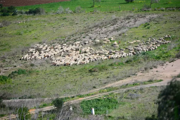 Βόσκηση Προβάτων Στο Βοσκότοπο Ισπανία — Φωτογραφία Αρχείου