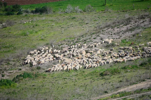 Grassing Sheep Pasture Spain — Stock Photo, Image