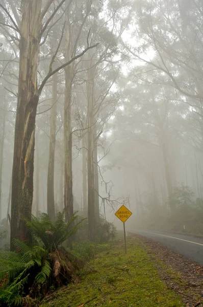 Uma Estrada Que Leva Neblina Forrest Estrada Viagem — Fotografia de Stock