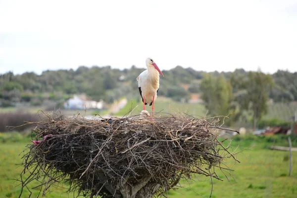 Cigognes Dans Nid Éperon — Photo