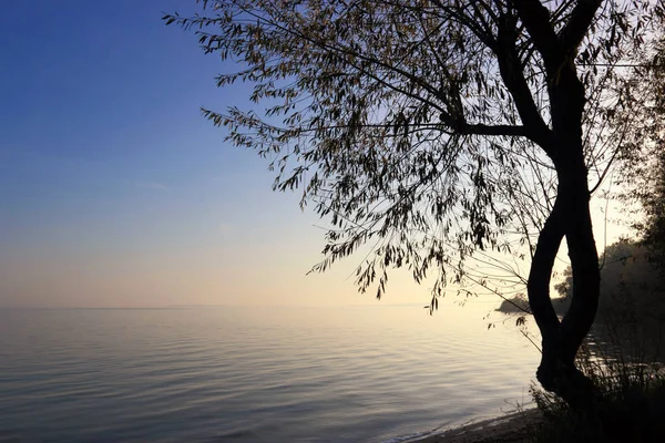 Дерево Фоні Неба Моря Підсвічування — стокове фото