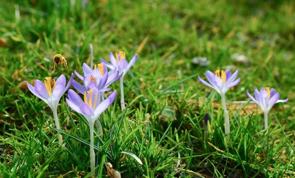 First Flowers Awakened Because Come Colors Splendor Bees — Stock Photo, Image