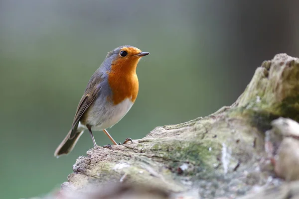 Vista Panorámica Hermoso Pájaro Petirrojo Naturaleza —  Fotos de Stock