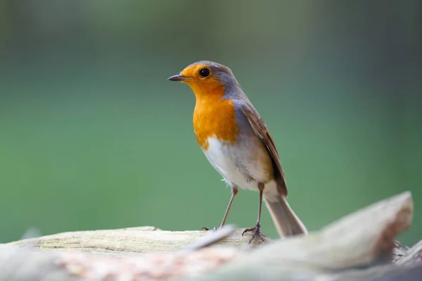 자연계의 아름다운 울새의 아름다운 — 스톡 사진