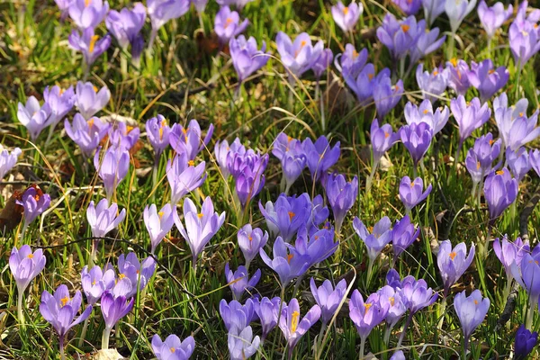 Krokusy Kwitnące Kwiaty Przyrodzie Flora — Zdjęcie stockowe