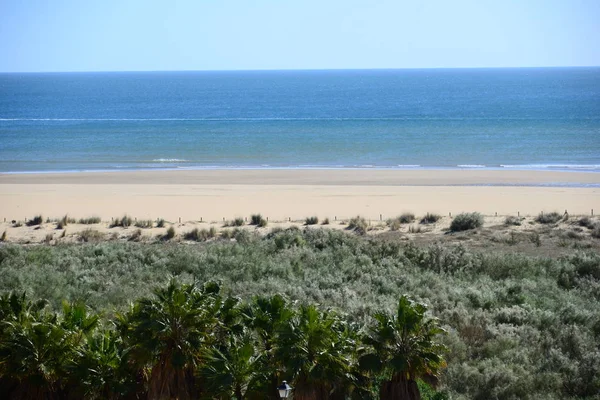 Palmenblätter Spanien Kopierraum — Stockfoto