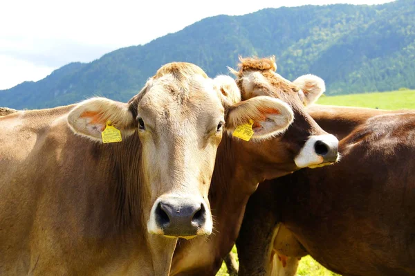 Krávy Louce Horách — Stock fotografie