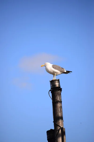 Portrait Seagull Sitting Pillar — Stock Photo, Image