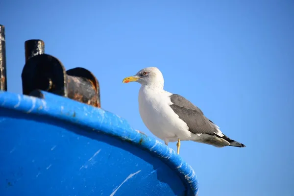 Gaviota Muelle — Foto de Stock