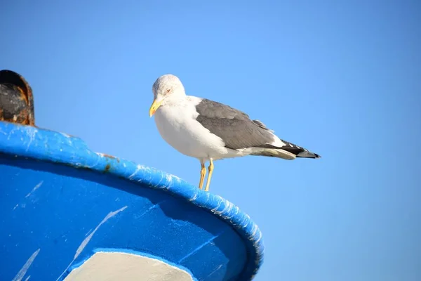 Möwe Auf Dem Steg — Stockfoto